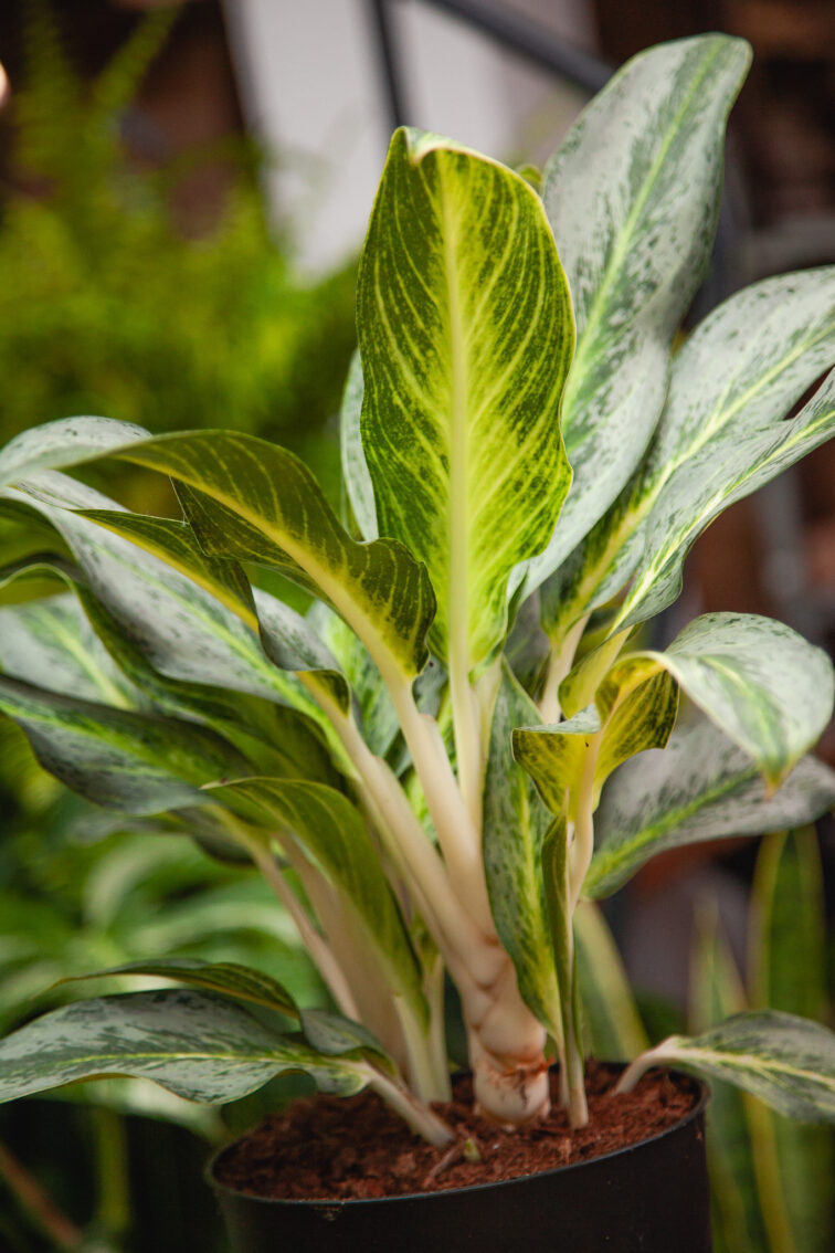 Zdjęcie rosliny doniczkowej Aglaonema Emerald Stone, ujęcie 3