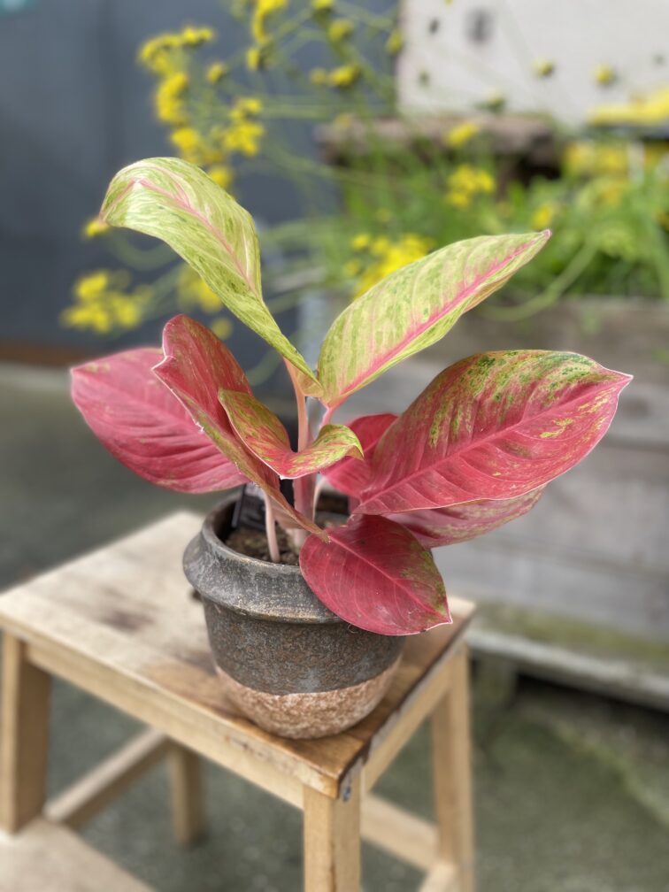Zdjęcie rosliny doniczkowej Aglaonema Gala Red, ujęcie 1