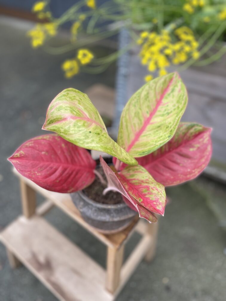 Zdjęcie rosliny doniczkowej Aglaonema Gala Red, ujęcie 2