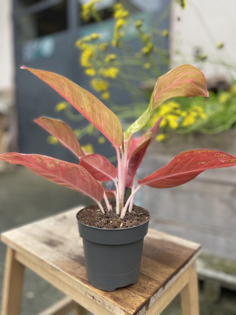 Zdjęcie rosliny doniczkowej Aglaonema Gala Red, ujęcie 3