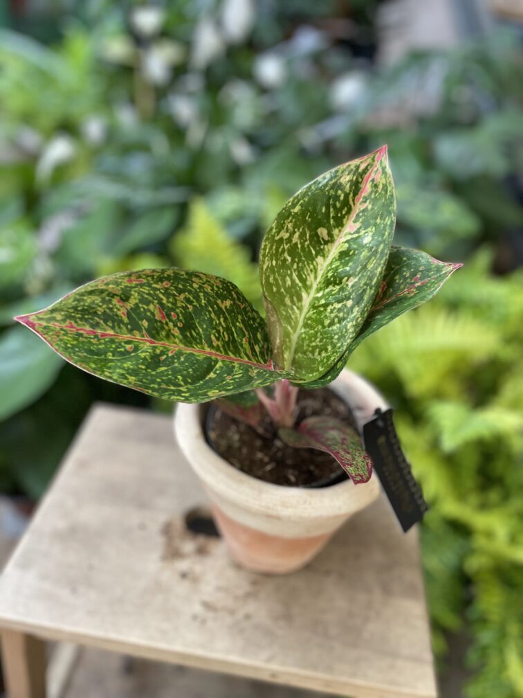 aglaonema-red-sprinkles_12x45-1_1747474105.jpg Zdjęcie rosliny doniczkowej Aglaonema Red Sprinkles, ujęcie 1
