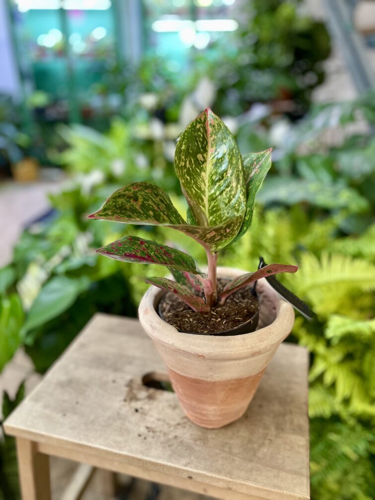 Zdjęcie rosliny doniczkowej Aglaonema Red Sprinkles, ujęcie 2