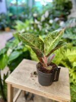 Zdjęcie rosliny doniczkowej Aglaonema Red Sprinkles, ujęcie 3