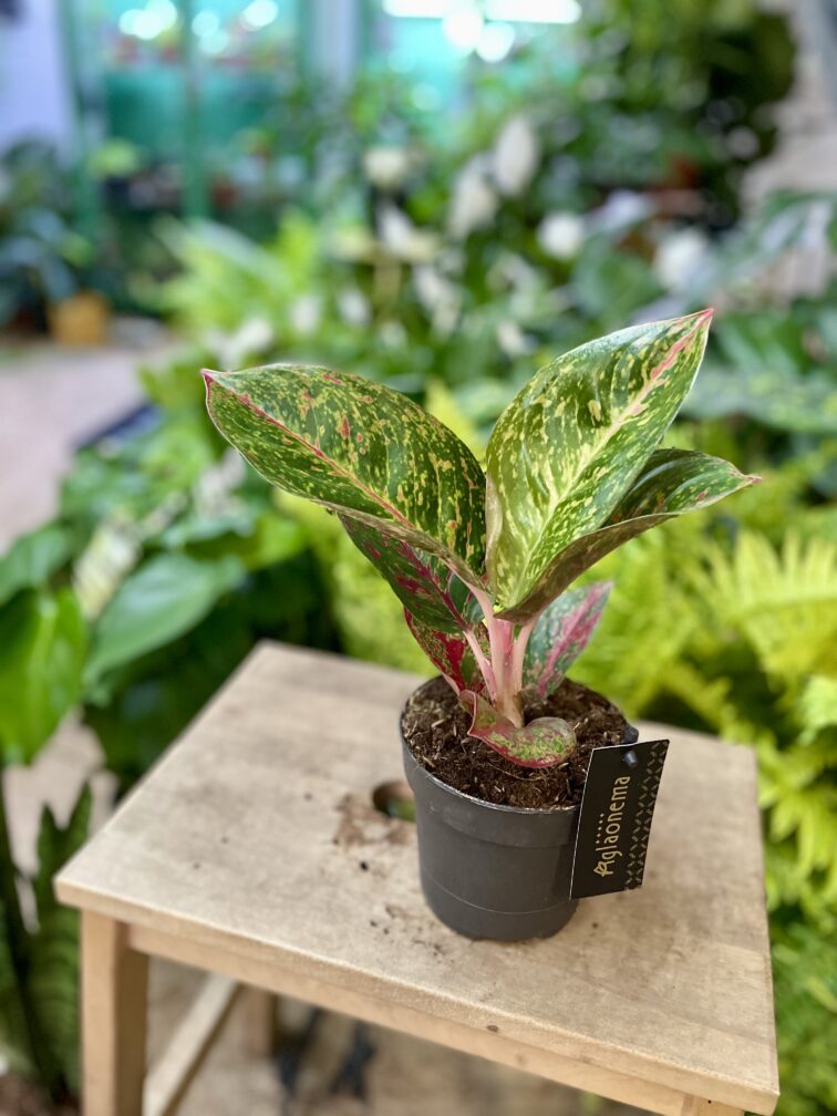 Zdjęcie rosliny doniczkowej Aglaonema Red Sprinkles, ujęcie 3
