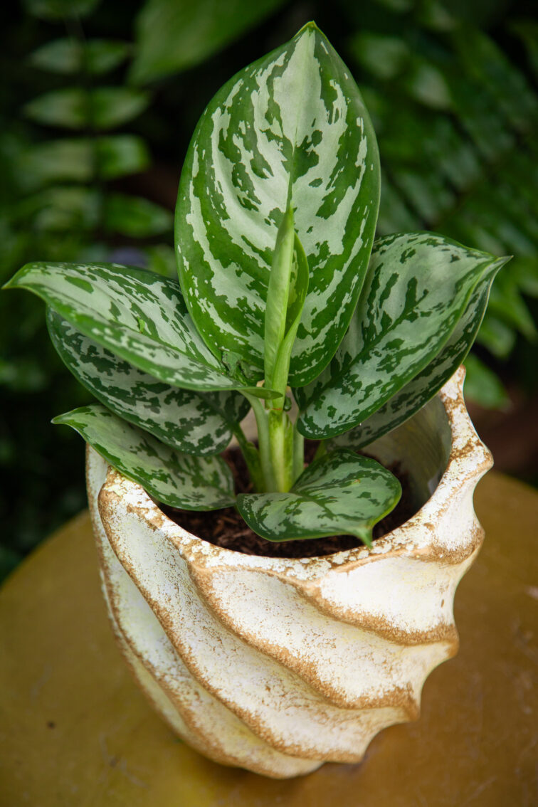 Zdjęcie rosliny doniczkowej Aglaonema Silver Jungle, ujęcie 1