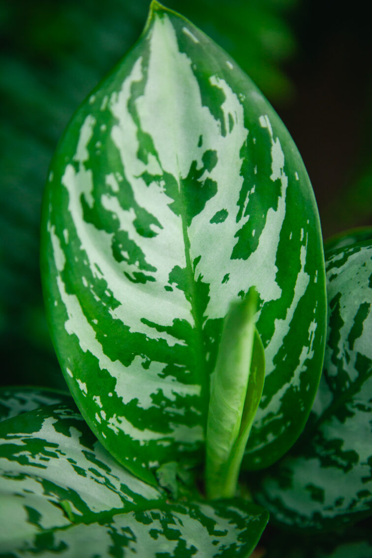 Zdjęcie rosliny doniczkowej Aglaonema Silver Jungle, ujęcie 2