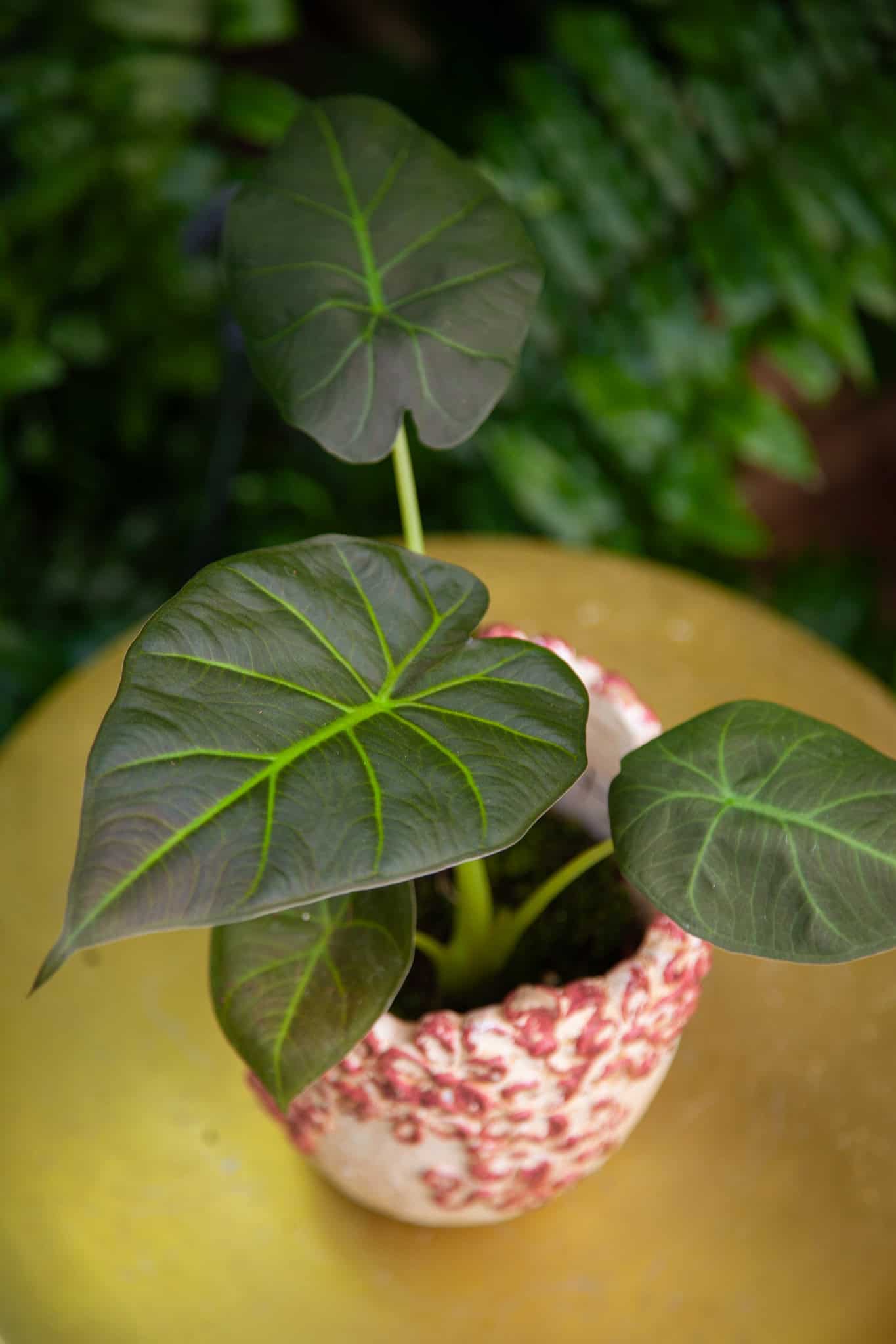 Zdjęcie rosliny doniczkowej Alocasia Regal Shields, ujęcie 1