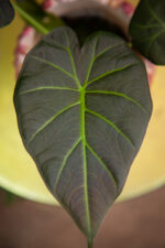 Zdjęcie rosliny doniczkowej Alocasia Regal Shields, ujęcie 2