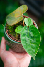 Zdjęcie rosliny doniczkowej Anthurium papillilaminum, ujęcie 1