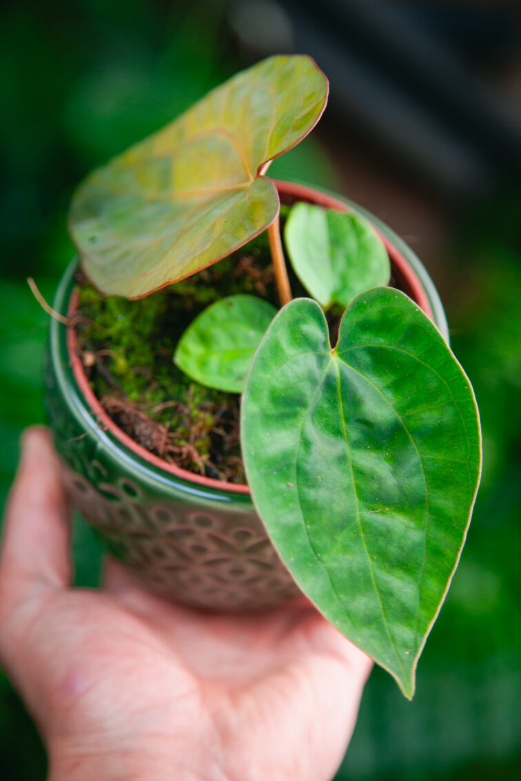 anthurium-papillilaminum_10x15-1_1746873740.jpg Zdjęcie rosliny doniczkowej Anthurium papillilaminum, ujęcie 1