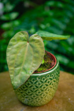 Zdjęcie rosliny doniczkowej Anthurium papillilaminum, ujęcie 2