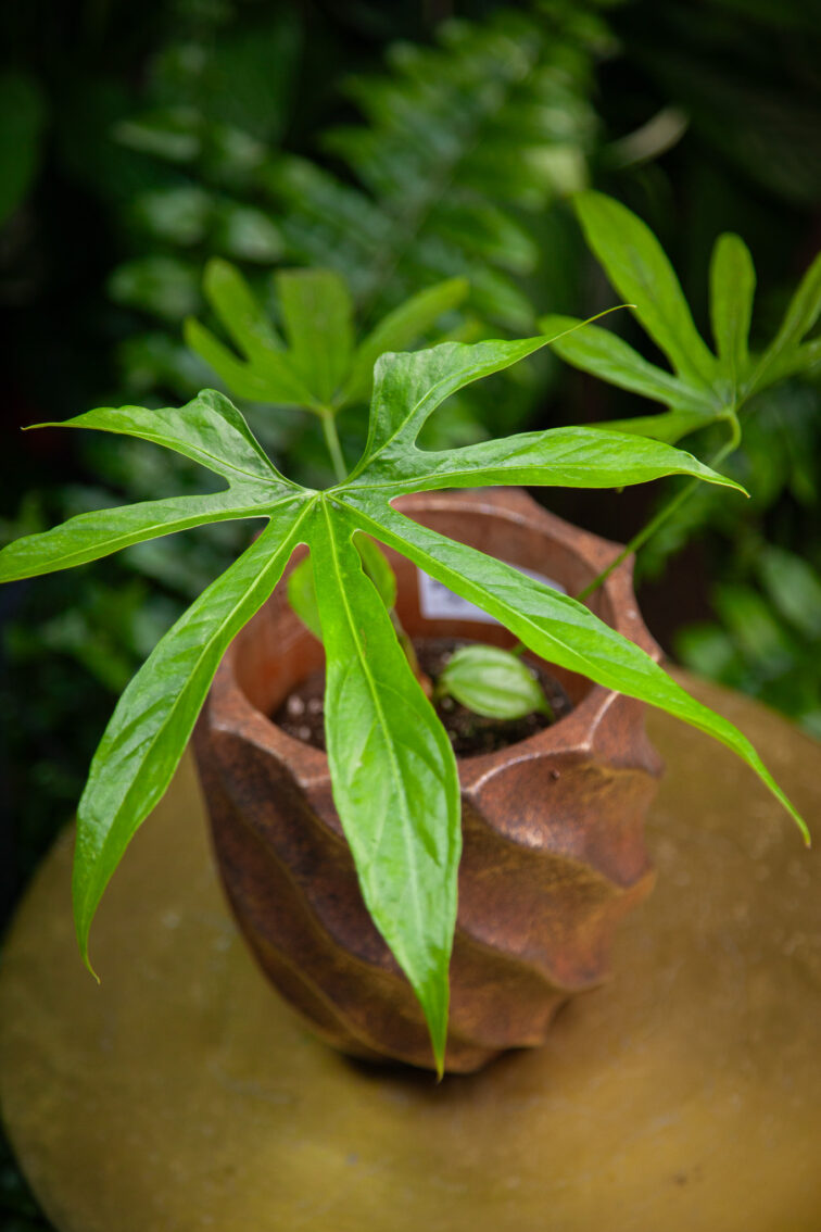 anthurium-pedatoradiatum_12x30-1_1746874686.jpg Zdjęcie rosliny doniczkowej Anthurium pedatoradiatum, ujęcie 1