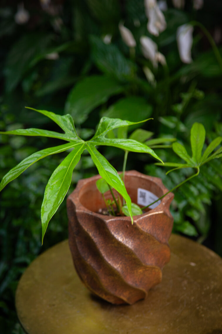 Zdjęcie rosliny doniczkowej Anthurium pedatoradiatum, ujęcie 2