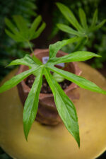 Zdjęcie rosliny doniczkowej Anthurium pedatoradiatum, ujęcie 3