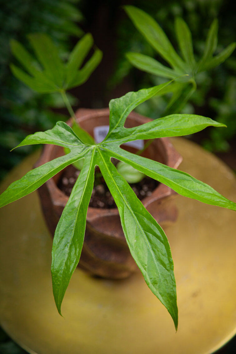Zdjęcie rosliny doniczkowej Anthurium pedatoradiatum, ujęcie 3