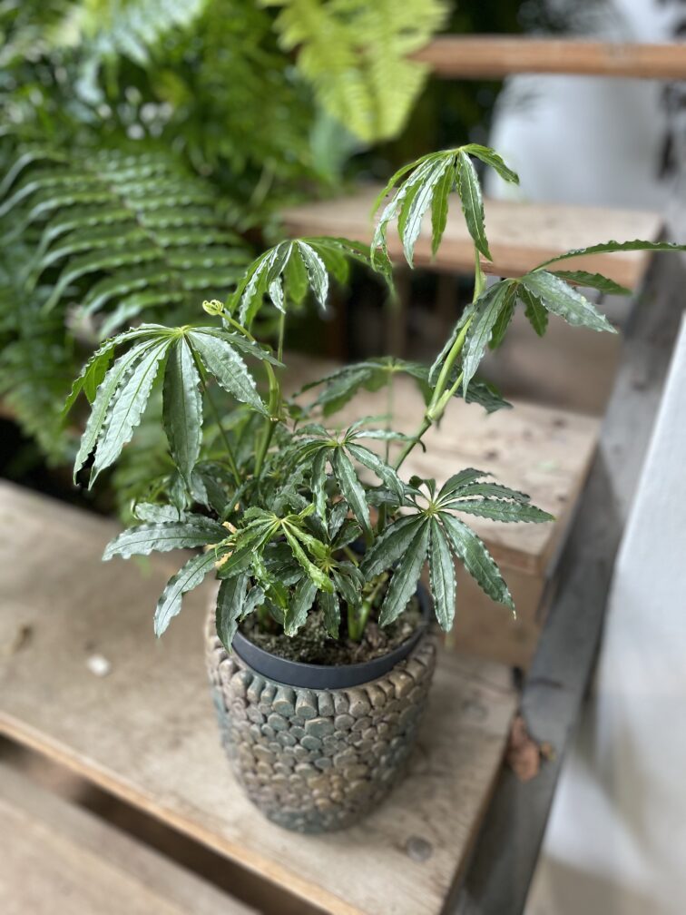 anthurium-polyschistum_15x25-1_1748684775.jpg Zdjęcie rosliny doniczkowej Anthurium polyschistum, ujęcie 1