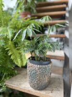 Zdjęcie rosliny doniczkowej Anthurium polyschistum, ujęcie 2