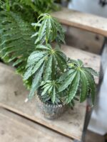 Zdjęcie rosliny doniczkowej Anthurium polyschistum, ujęcie 3