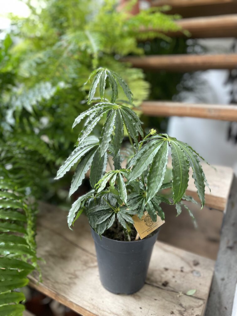 Zdjęcie rosliny doniczkowej Anthurium polyschistum, ujęcie 4