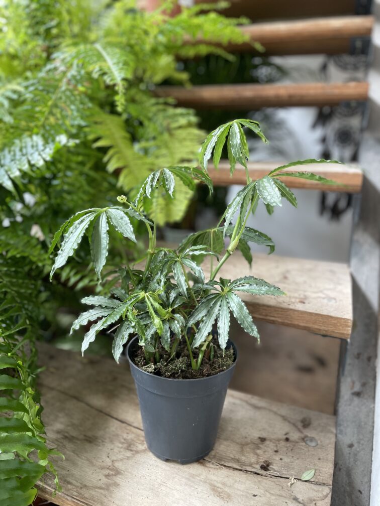 Zdjęcie rosliny doniczkowej Anthurium polyschistum, ujęcie 5