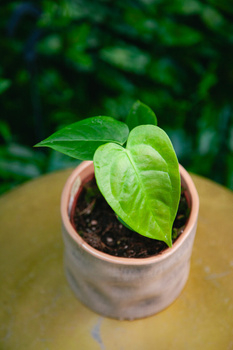 Zdjęcie rosliny doniczkowej Anthurium Veitchii, ujęcie 1