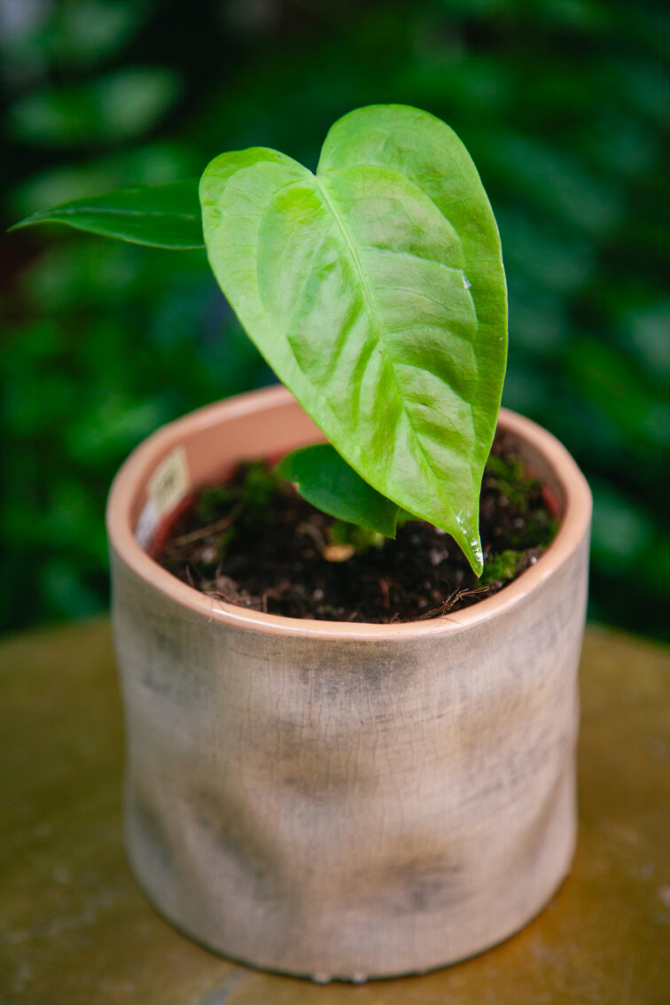 Zdjęcie rosliny doniczkowej Anthurium Veitchii, ujęcie 2