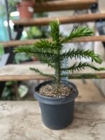 Zdjęcie rosliny doniczkowej Araucaria araucana, ujęcie 1