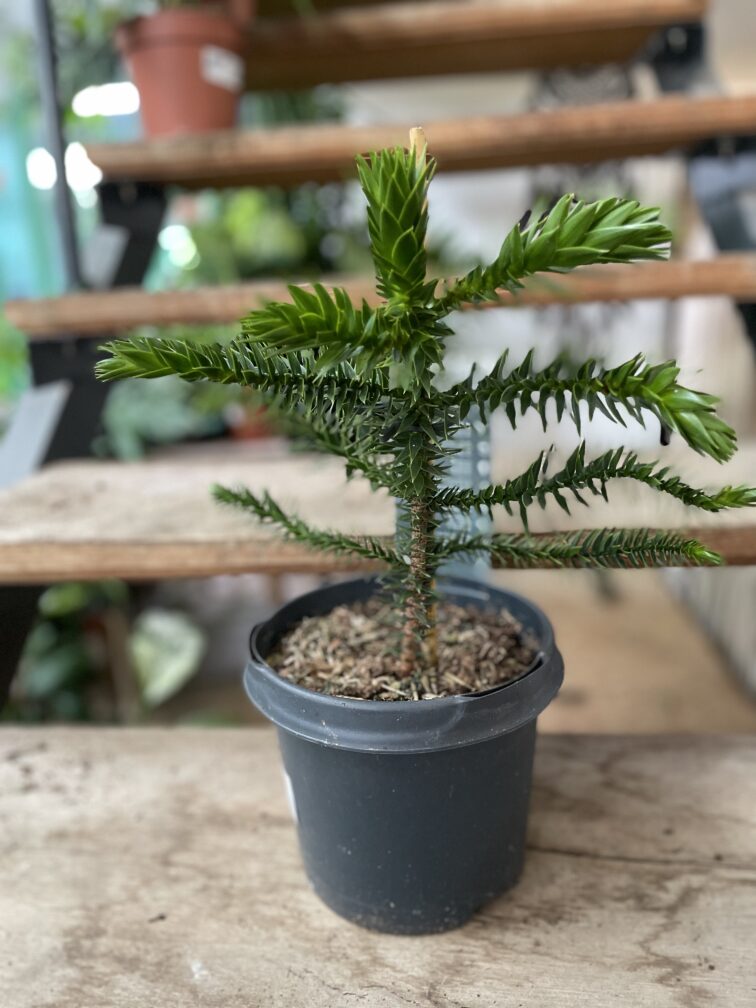 Zdjęcie rosliny doniczkowej Araucaria araucana, ujęcie 1