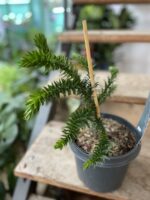 Zdjęcie rosliny doniczkowej Araucaria araucana, ujęcie 2
