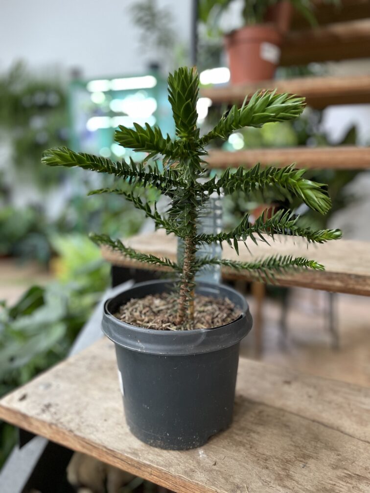 Zdjęcie rosliny doniczkowej Araucaria araucana, ujęcie 3