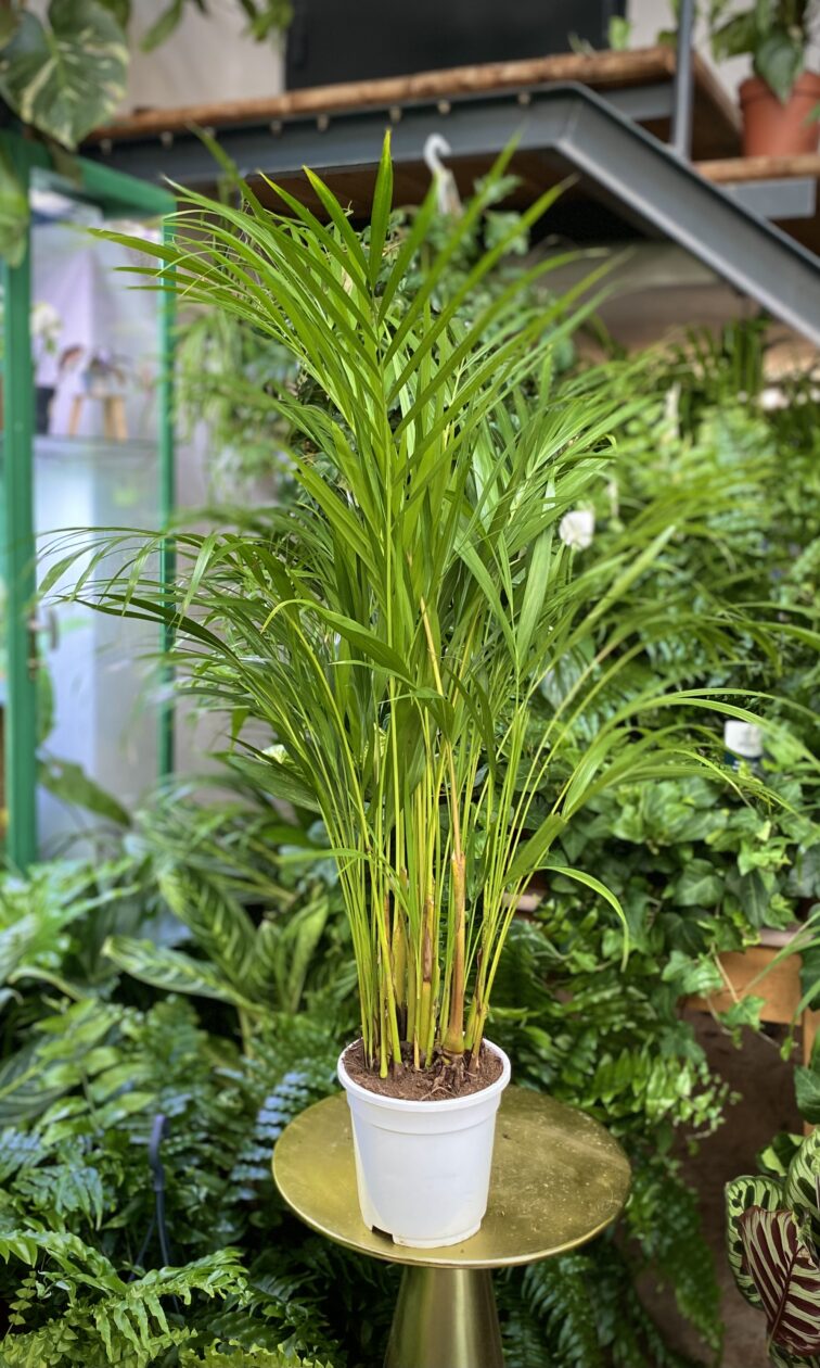 areca_17x50-1_1748709561.jpg Zdjęcie rosliny doniczkowej Areca, ujęcie 1