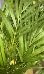 Zdjęcie rosliny doniczkowej Areca, ujęcie 2