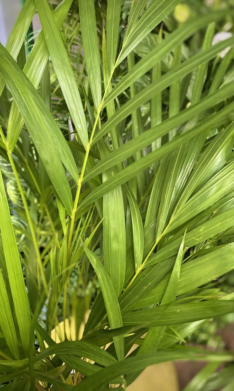 Zdjęcie rosliny doniczkowej Areca, ujęcie 2
