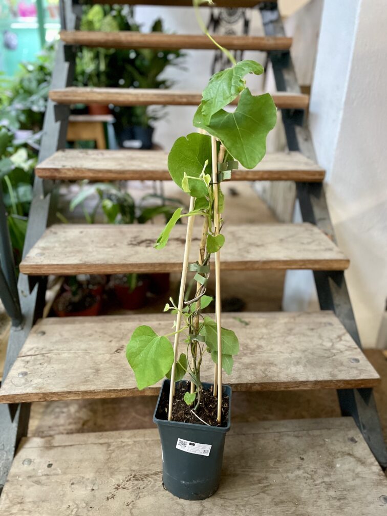 Zdjęcie rosliny doniczkowej Aristolochia macrophylla (Kokornak wielkolistny), ujęcie 1