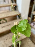 Zdjęcie rosliny doniczkowej Aristolochia macrophylla (Kokornak wielkolistny), ujęcie 2