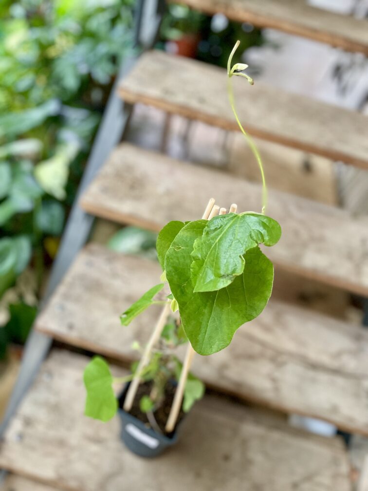 Zdjęcie rosliny doniczkowej Aristolochia macrophylla (Kokornak wielkolistny), ujęcie 3