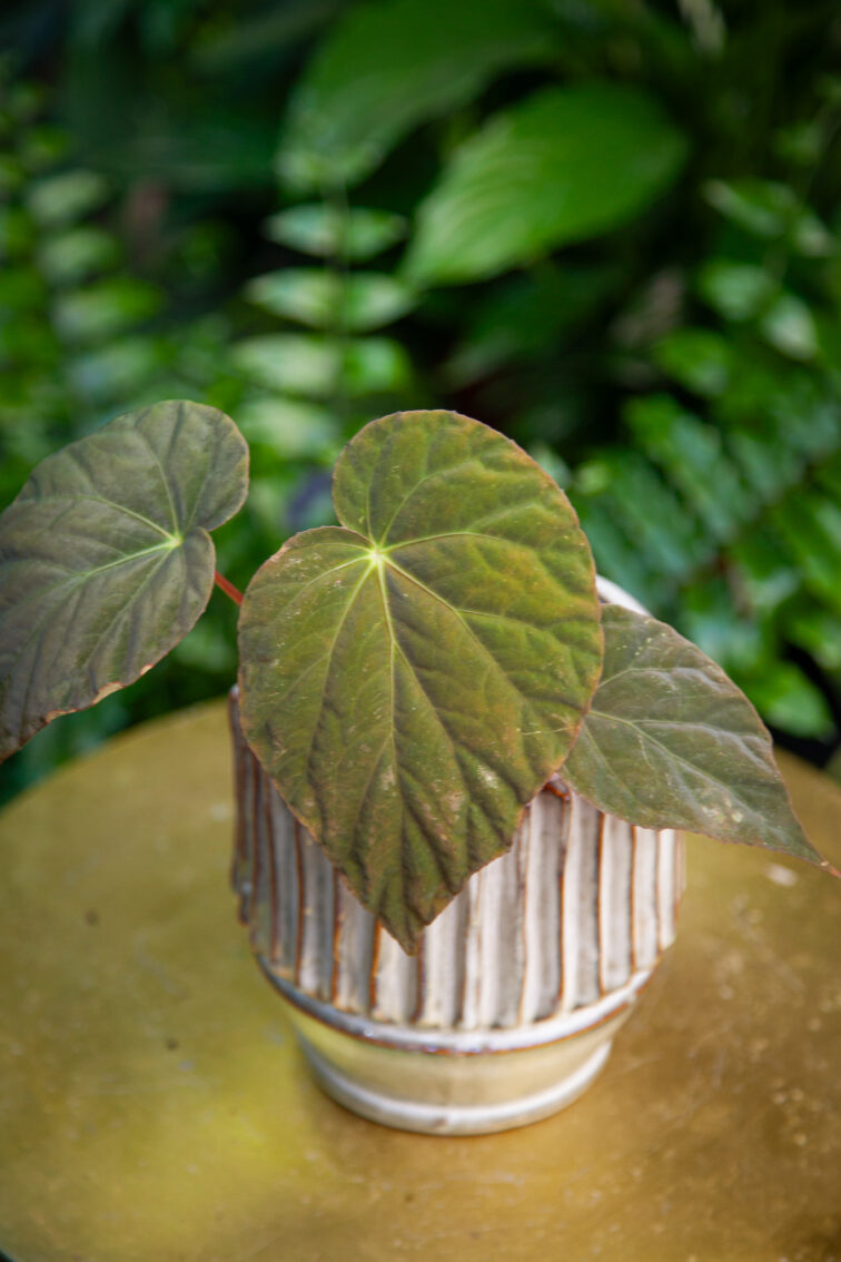 begonia-pavonina_10x20-1_1746873618.jpg Zdjęcie rosliny doniczkowej Begonia Pavonina, ujęcie 1