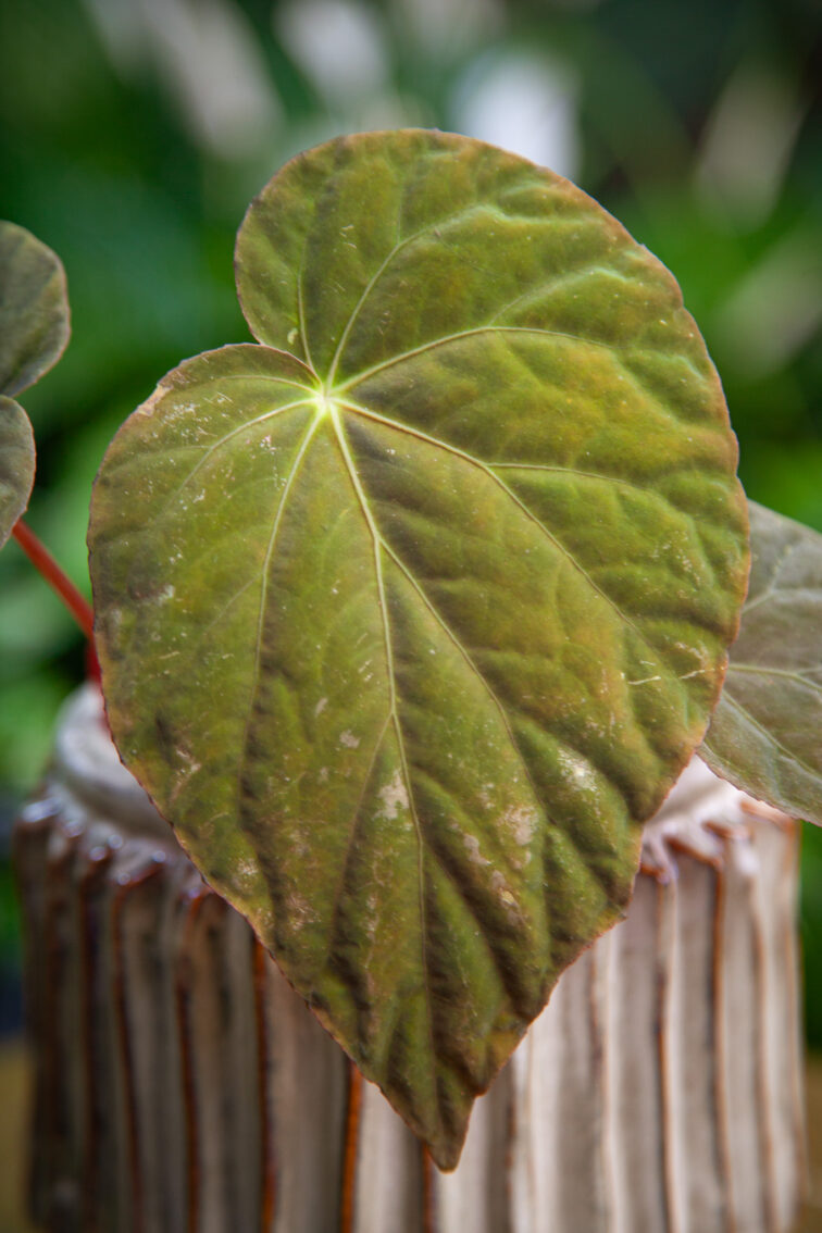 Zdjęcie rosliny doniczkowej Begonia Pavonina, ujęcie 2