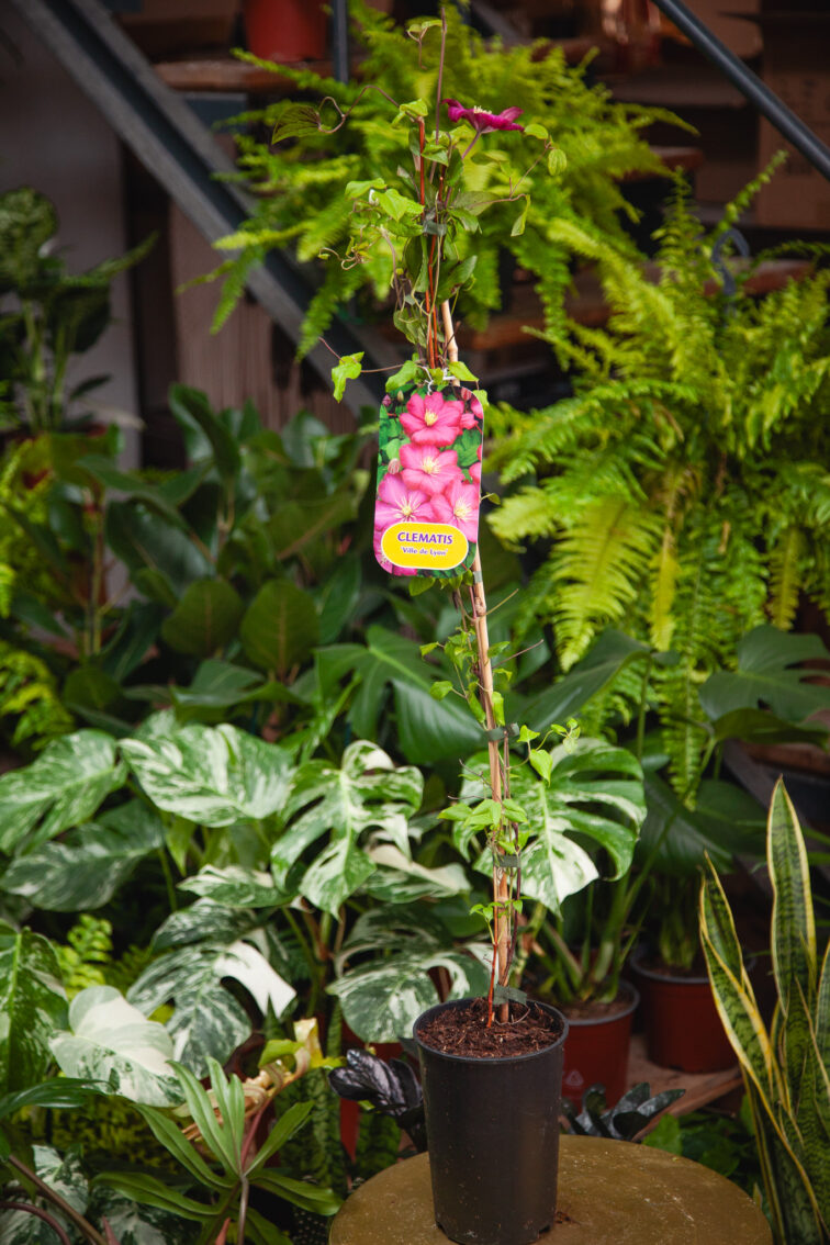 clematis-ville-de-lyon_17x70-1_1748081372.jpg Zdjęcie rosliny doniczkowej Clematis Ville de Lyon, ujęcie 1