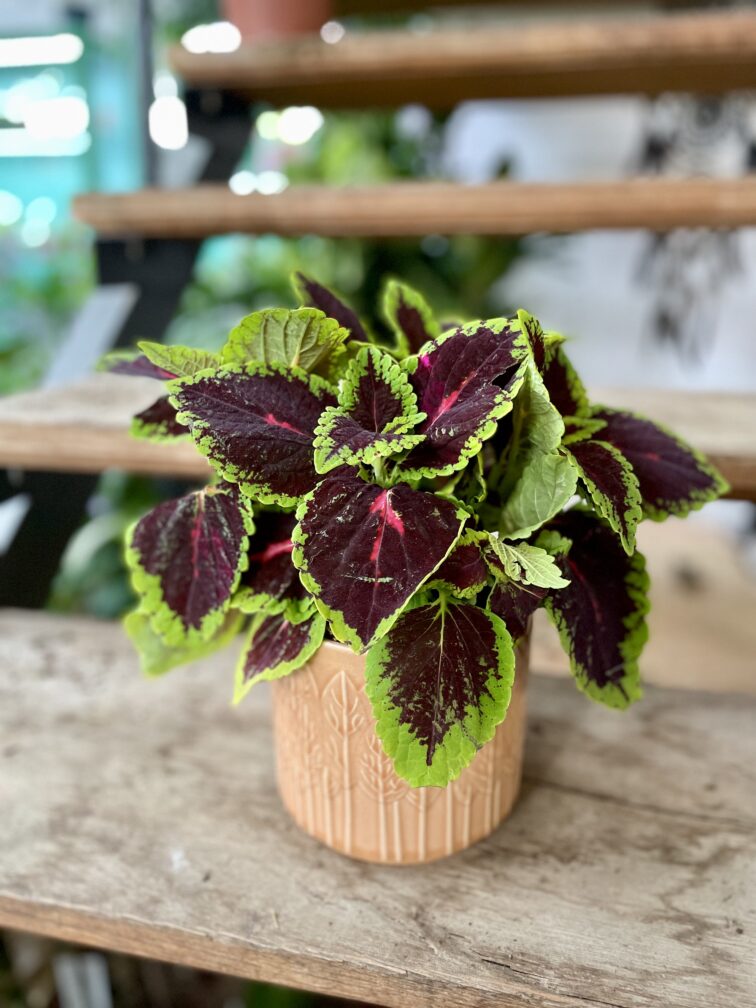 Zdjęcie rosliny doniczkowej Coleus blumei, ujęcie 1