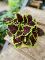 Zdjęcie rosliny doniczkowej Coleus blumei, ujęcie 2