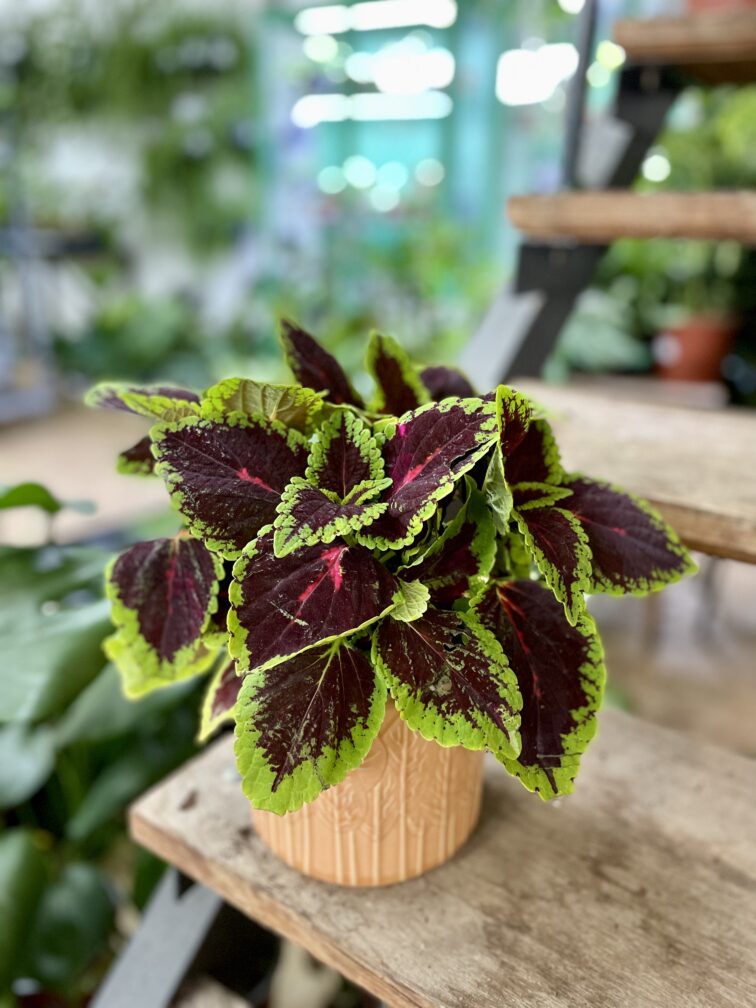 Zdjęcie rosliny doniczkowej Coleus blumei, ujęcie 3