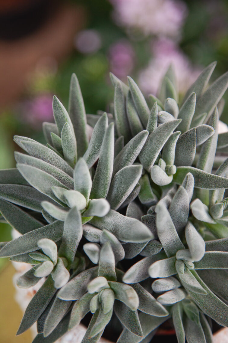Zdjęcie rosliny doniczkowej Crassula Tarantula, ujęcie 1