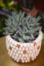 Zdjęcie rosliny doniczkowej Crassula Tarantula, ujęcie 2