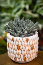 Zdjęcie rosliny doniczkowej Crassula Tarantula, ujęcie 3