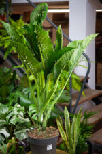 Zdjęcie rosliny doniczkowej Dieffenbachia Caiman, ujęcie 1