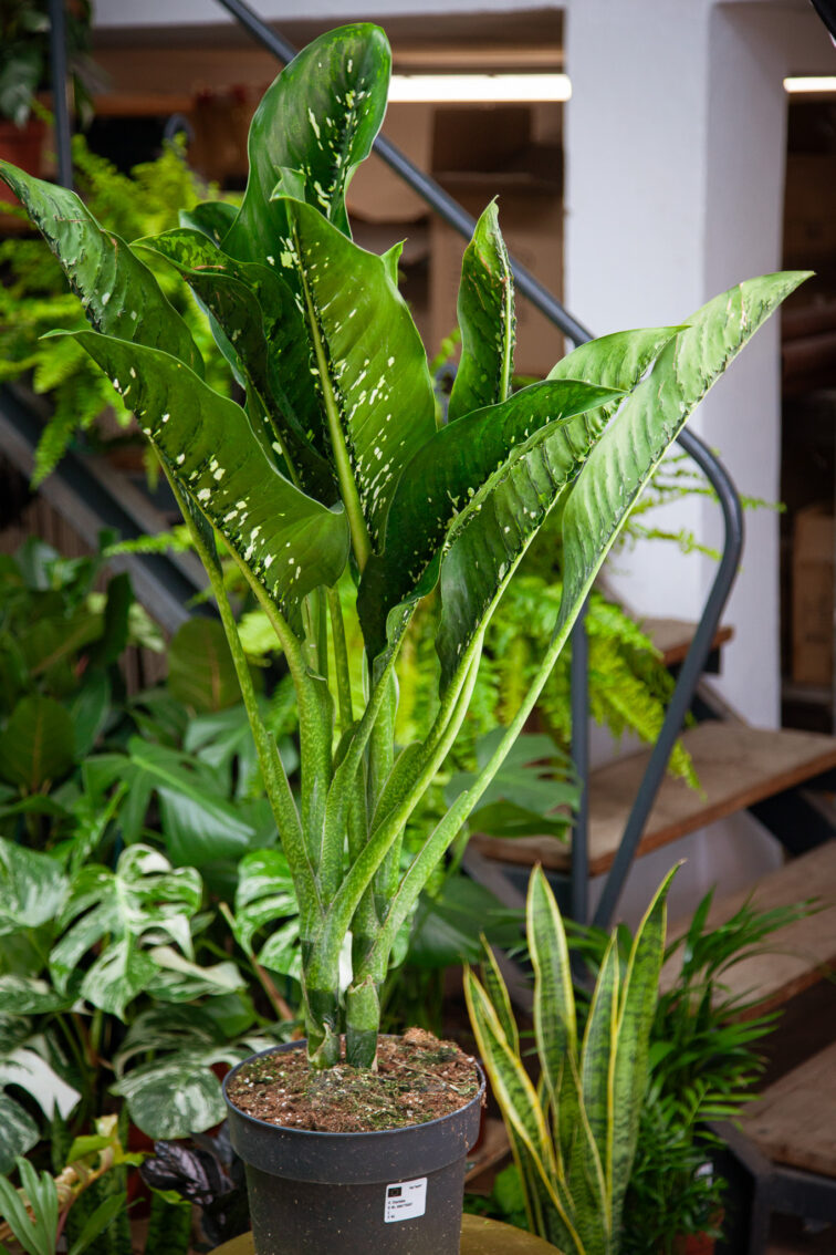 Zdjęcie rosliny doniczkowej Dieffenbachia Caiman, ujęcie 1