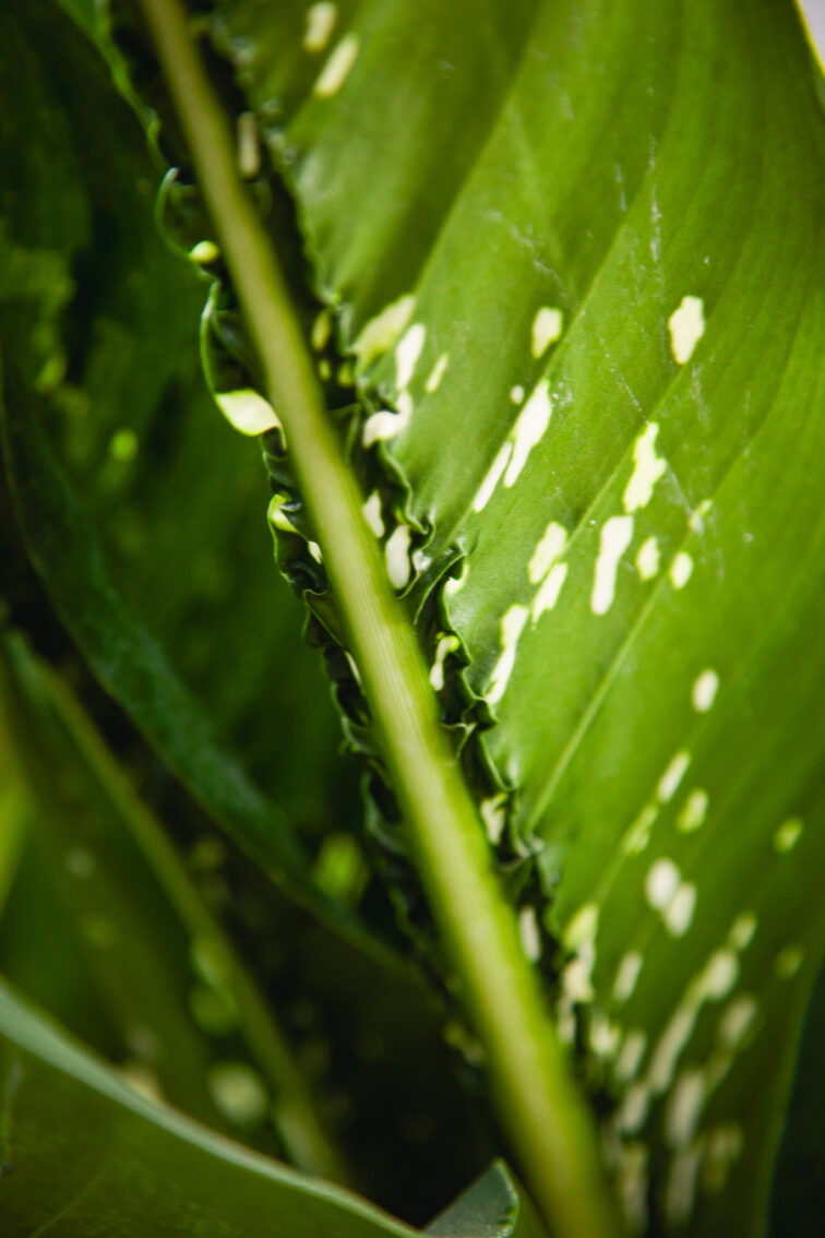 Zdjęcie rosliny doniczkowej Dieffenbachia Caiman, ujęcie 2