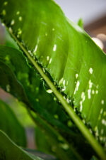 Zdjęcie rosliny doniczkowej Dieffenbachia Caiman, ujęcie 3