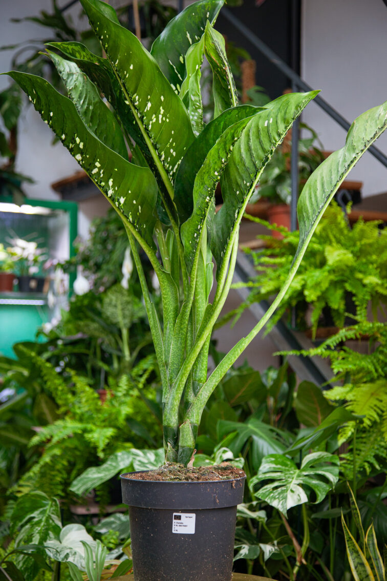 Zdjęcie rosliny doniczkowej Dieffenbachia Caiman, ujęcie 4